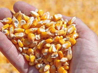 رشد ۱۸٫۵ دلاری قیمت خوراک دام و طیور در بازارهای جهانی