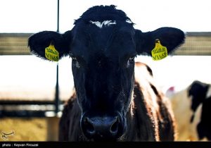 ثبت تورم ۵۹ درصدی در صنعت گاوداری