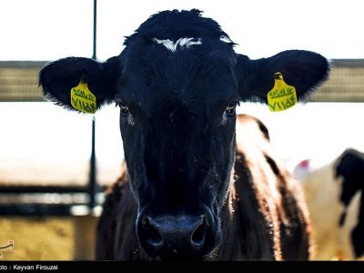 ثبت تورم ۵۹ درصدی در صنعت گاوداری