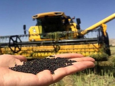 قیمت خرید تضمینی کلزا ۲۳۵۰۰ تومان تعیین شد