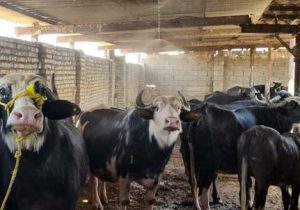 ابتکاری که زندگی گاومیش‌های هورالعظیم را احیا می‌کند/تمرکز ویژه دولت بر حل مسائل خوزستان