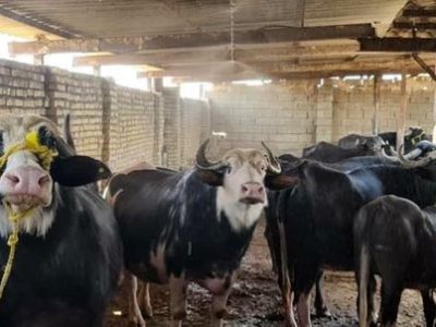 ابتکاری که زندگی گاومیش‌های هورالعظیم را احیا می‌کند/تمرکز ویژه دولت بر حل مسائل خوزستان