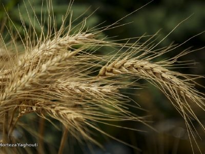 ۷۵ درصد مطالبات گندمکاران پرداخت شد