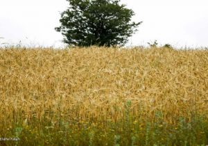 هشدار وزش باد و گرمای هوا به زنبورداران و کشاورزان