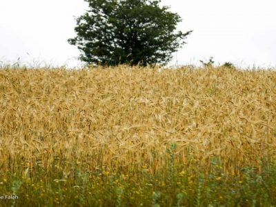 هشدار وزش باد و گرمای هوا به زنبورداران و کشاورزان