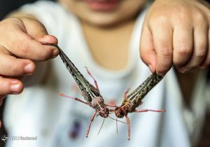 سطح مبارزه علیه ملخ بومی به ۲۲۰ هزار هکتار رسید