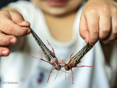 سطح مبارزه علیه ملخ بومی به ۲۲۰ هزار هکتار رسید