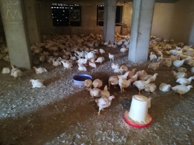 معدوم سازی مرغ با وزن بیش از ۱.۲ کیلو گرم منطقی نیست/ فیلم منتشرشده درباره مرغهای بیمار است