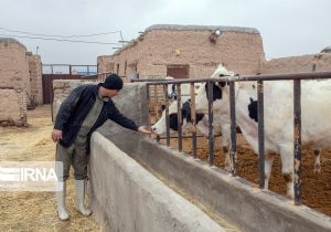 سالانه ۲۲۶ هزار تن محصول دامی در گنبدکاووس تولید می‌شود