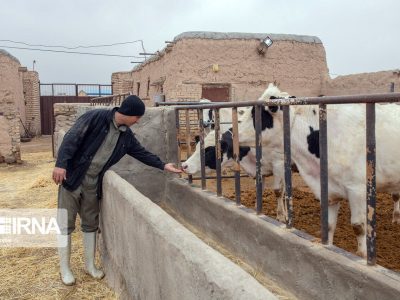 سالانه ۲۲۶ هزار تن محصول دامی در گنبدکاووس تولید می‌شود