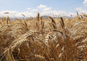 دستاورد رقم جدید گندم در گلستان، گامی بسوی جهش تولید و تامین امنیت غذایی