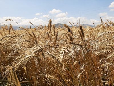 دستاورد رقم جدید گندم در گلستان، گامی بسوی جهش تولید و تامین امنیت غذایی