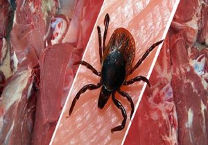 سازمان دامپزشکی کشور هشدارداد؛شیوع بیماری تب کریمه کنگو/ ۲۲ نفر مبتلا شدند