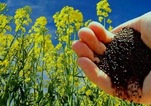 مروارید سیاه مازندران در مسیر کشت تجاری