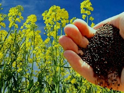 مروارید سیاه مازندران در مسیر کشت تجاری