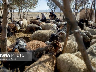 دام ِ کیلویی ۱۳۹هزار تومان نتیجه عدم حمایت از صنعت دامپروری است