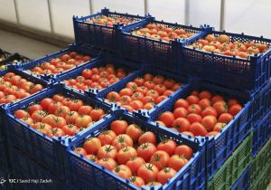 تولید رب گوجه ۲.۵ برابر مصرف کشور