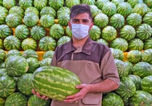 صادرات محصولات جالیزی محدود می‌شود