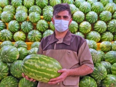 صادرات محصولات جالیزی محدود می‌شود