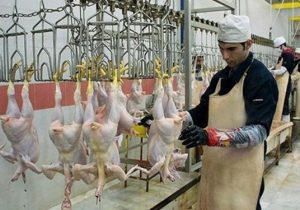 عرضه ۱۹۰ هزار تن مرغ به کشتارگاههای رسمی کشور در سال قبل