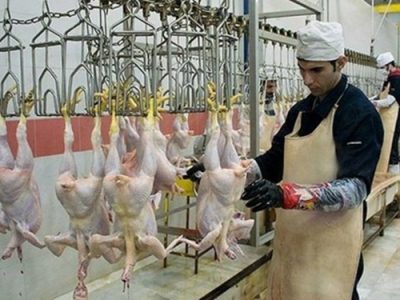 عرضه ۱۹۰ هزار تن مرغ به کشتارگاههای رسمی کشور در سال قبل