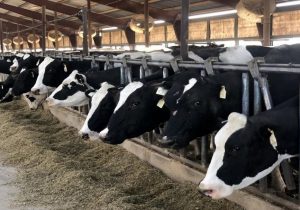 گرانی قیمت نهادههای دامی با قیمت محصولات همخوانی ندارد