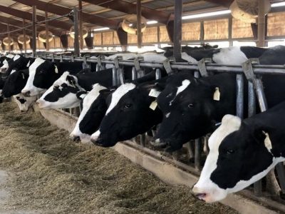 گرانی قیمت نهادههای دامی با قیمت محصولات همخوانی ندارد