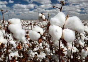 تامین ۲٫۵ برابری بذر دلینته پنبه و تحویل با نصف قیمت به کشاورزان/خوداتکایی تا ۱۴۰۳ در تولید پنبه