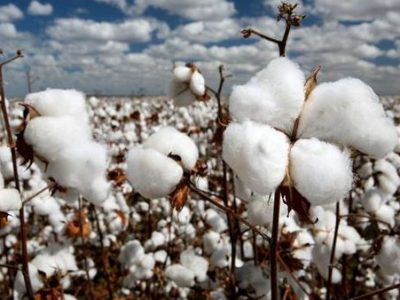 تامین ۲٫۵ برابری بذر دلینته پنبه و تحویل با نصف قیمت به کشاورزان/خوداتکایی تا ۱۴۰۳ در تولید پنبه