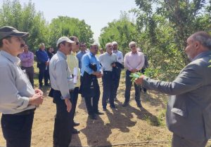 پرونده سرمازدگی گردو و بادام برای همیشه در کشور بسته شد