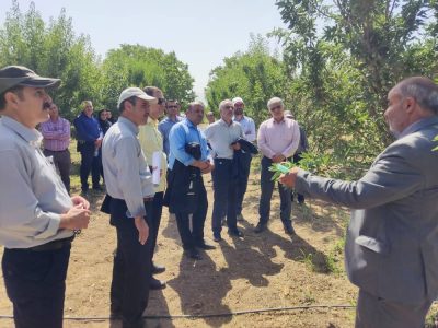 پرونده سرمازدگی گردو و بادام برای همیشه در کشور بسته شد