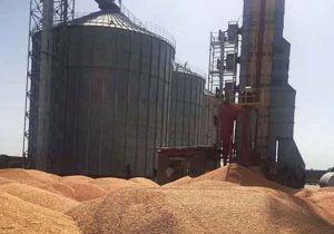 میزان خرید گندم در کشور ۳۰ درصد افزایش یافت