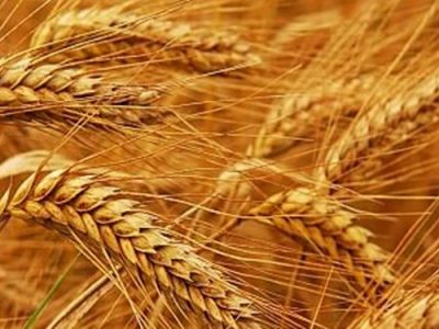 تخصیص ۱۵ هزار میلیارد تومان اعتبار جدید برای پرداخت پول گندمکاران