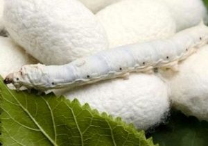 سیاست های حمایتی دولت برای توسعه صنعت نوغانداری کشور