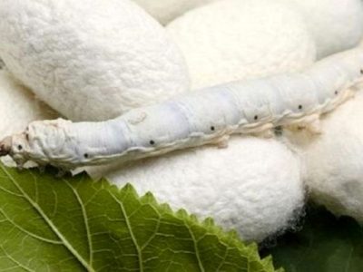 سیاست های حمایتی دولت برای توسعه صنعت نوغانداری کشور