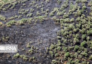 ۲۲ هزار هکتار جنگل با آفت برگخوار درختان بلوط مبارزه شد
