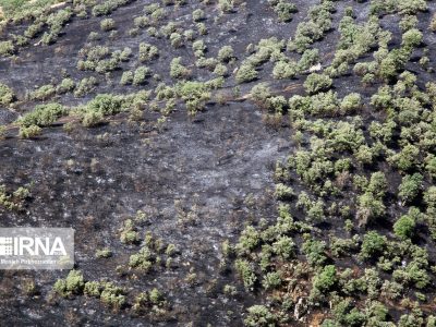 ۲۲ هزار هکتار جنگل با آفت برگخوار درختان بلوط مبارزه شد