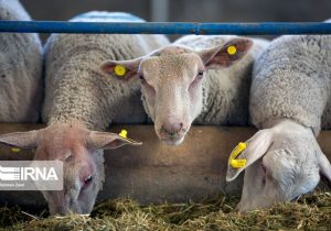 ایجاد مرکز به‌نژاد دامی جهاددانشگاهی شتابدهنده طرح ملی قطب دامپروری مهدیشهر است