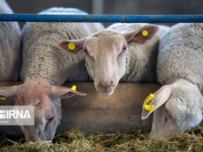ایجاد مرکز به‌نژاد دامی جهاددانشگاهی شتابدهنده طرح ملی قطب دامپروری مهدیشهر است
