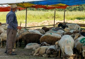 عرضه بهداشتی دام در ۱۶ جایگاه در سطح تهران