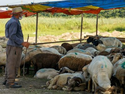 عرضه بهداشتی دام در ۱۶ جایگاه در سطح تهران