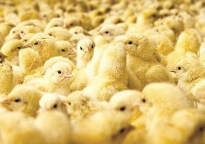 جوجه ریزی تیر به ۱۰۵ میلیون قطعه می رسد