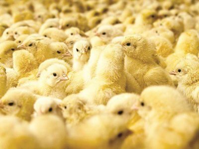 جوجه ریزی تیر به ۱۰۵ میلیون قطعه می رسد