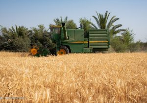۷۸ درصد مطالبات گندمکاران پرداخت شد