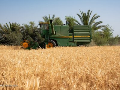 ۷۸ درصد مطالبات گندمکاران پرداخت شد