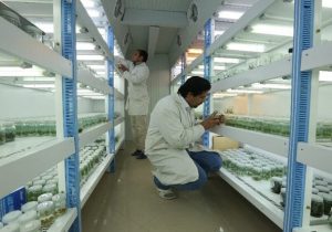 نگهداری بیش از هفتادهزار نمونه ژنتیکی در بانک ملی ژن گیاهی ایران