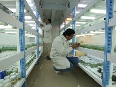 نگهداری بیش از هفتادهزار نمونه ژنتیکی در بانک ملی ژن گیاهی ایران