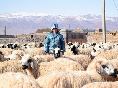 گوسفند قربانی کیلویی ۶۴ تا ۷۱ هزار تومان شد