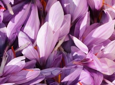 مافیای زعفران مانع افزایش قیمت طلای سرخ می‌شوند