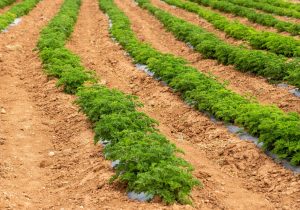 تولید ۵۰۰هزارتن گیاهان دارویی در سال جاری